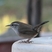 Bewick's Wren